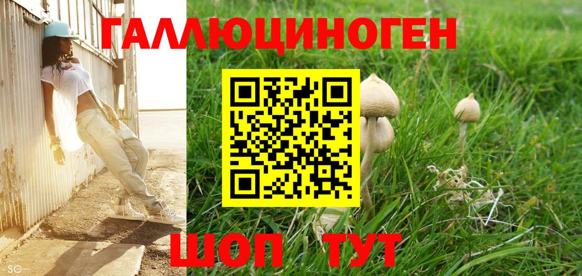 Галлюциногенные грибы Psilocybe Калининград